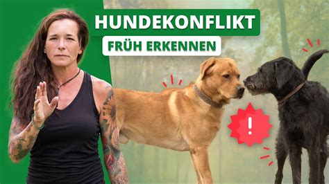 HUNDEKONFLIKT früh erkennen Wie gehe ich mit Rüden um YouTube