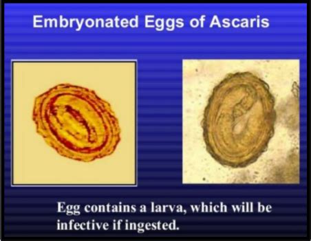 Ascaris Lumbricoides Embryonated Egg