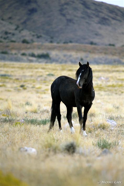 The Black Stallion | Noni Cay Photography