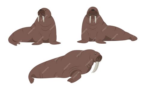 Premium Vector Set Of Walrus Animals In Different Poses Sea Or Ocean