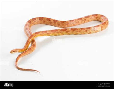 Sunglow Corn Snake Sunglow Cornsnake Pantherophis Guttatus Stock