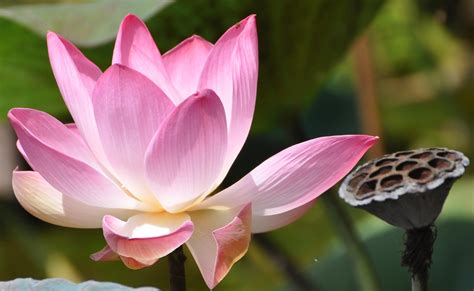 Sacred Lotus Nelumbo Nucifera Gaertn Flower Dried Flickr