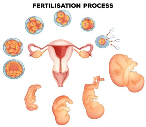 Stages In Human Embryonic Development — Stock Vector © Blueringmedia