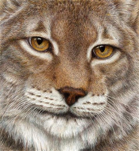 Eurasian Lynx Art Print By Pat Erickson Cat Art Cats Animals