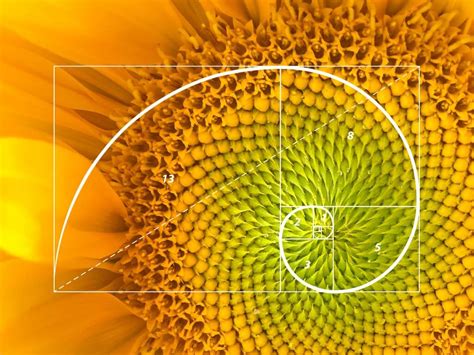 Golden Ratio In Logo Design The Holy Grail Of Design Jd Institute