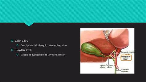 Anatomia Quirurgica De La Via Biliar Ppt