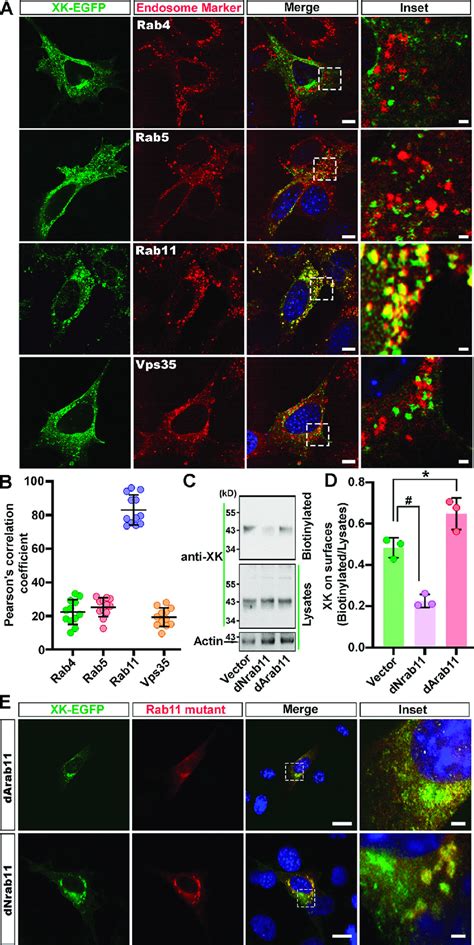 Rab Regulates Xk Trafficking A Colocalization Of Xk Egfp With