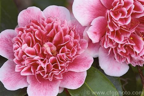 Camellia Ballet Queen Variegated A Variegated Flower Sport Of