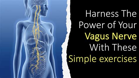 Exercises To Activate Your Vagus Nerve Dr Hagmeyer