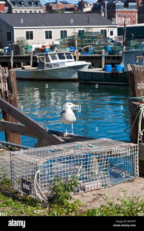 Seagull Sitting Near Lobster Trap On Wharf In Portland Maine Stock