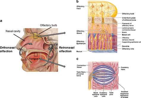 Olfactory Cells Diagram