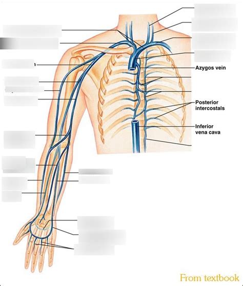 Circulation Of U E Veins Diagram Quizlet