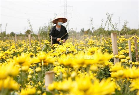 安徽铜陵：金丝皇菊开出“致富花” 人民图片网