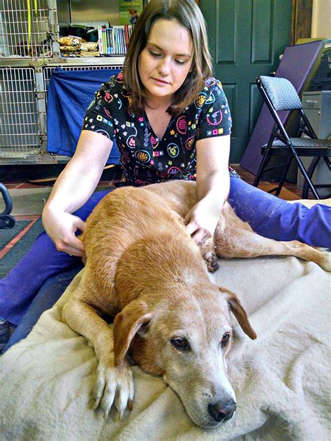 Canine Therapeutic Massage Animal Rehab Center Of Michigan