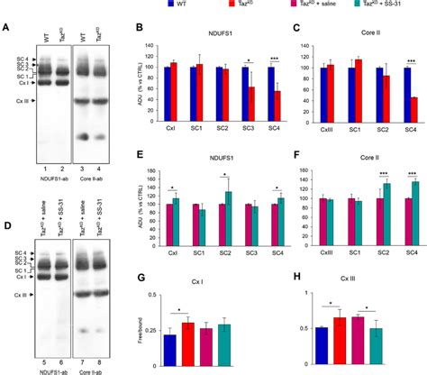 Respiratory Chain Supercomplex Organization Analysis Isolated Cardiac