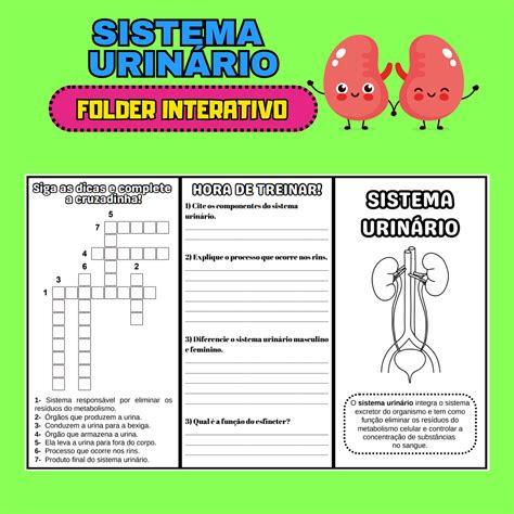 Folder Interativo Sistema UrinÁrio Capivara Pedagógica