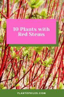 Plants With Red Stems Top List