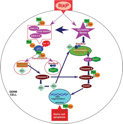 Frontiers Benzo A Pyrene Induced P53 Mediated Male Germ Cell