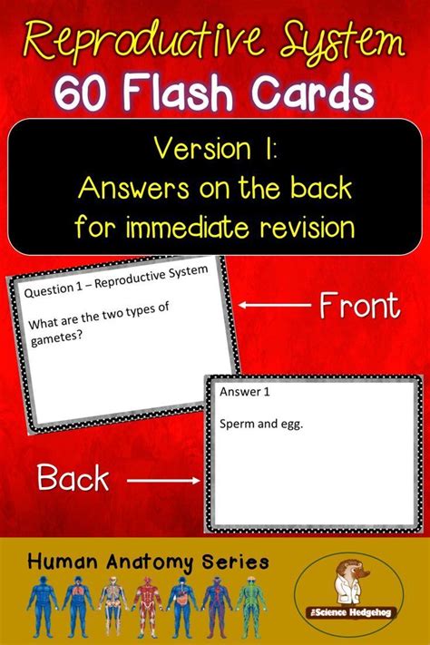 Reproductive System Flash Cards Flashcards High School Science Class Reproductive System