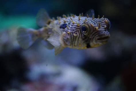 Striped Burrfish: The Tiny Puffers - Ocean Info