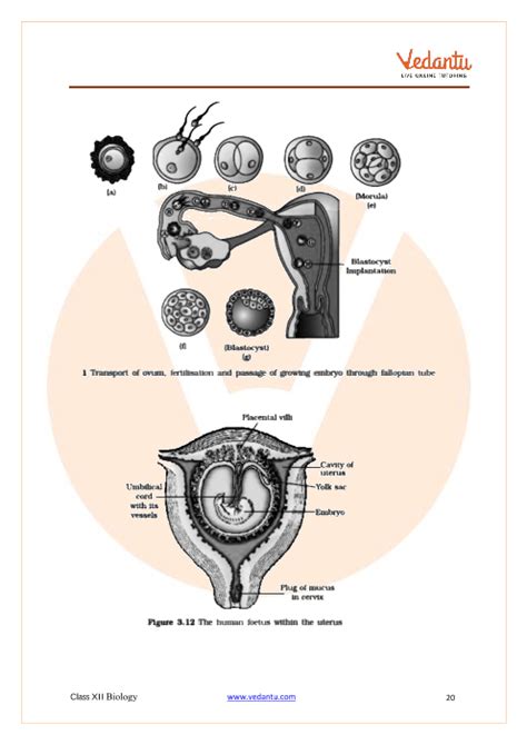 Cbse Class 12 Biology Chapter 3 Human Reproduction Revision Notes