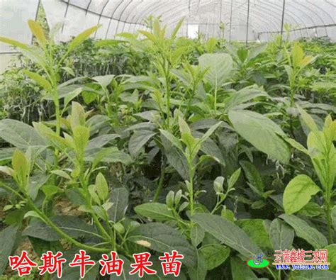 什么是哈斯牛油果哈斯牛油果种植方法 云南鑫燎三农网