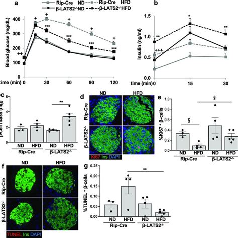 Lats2 Is Activated Under Diabetogenic Conditions A Schematic Structure