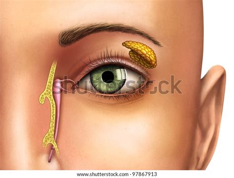 Anatomy Drawing Showing Functioning Lacrimal Glands Stock Illustration