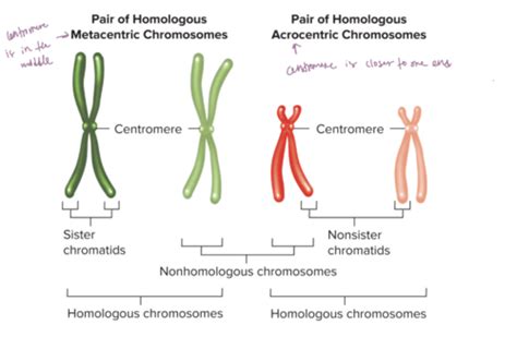 Hmb Lecture Seven Sex Linked Traits And The Chromosomal Theory Of Inheritance Flashcards Quizlet