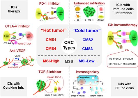 Frontiers Progress In The Application Of Immune Checkpoint Inhibitor