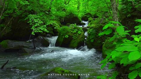 Relaxing Nature Sounds Of The Forest Birds Chirping 🦜 Peaceful Stream