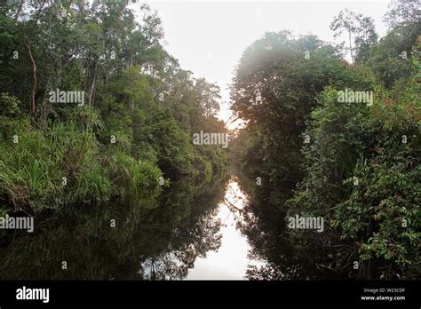 Mirroring River In The Deep Jungle Of Borneo Silhouettes Of Boats From