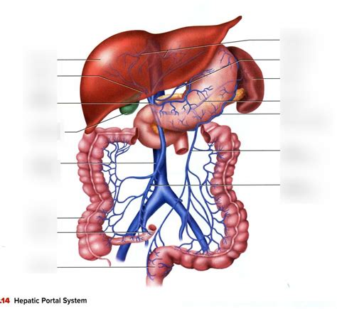 Hepatic Portal System Diagram Quizlet