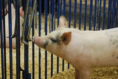 How To Build A Pigpen Essential Elements Of Hog Pens Dengarden