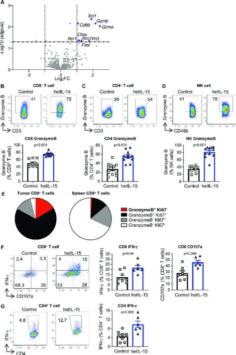 Tumors From Hetil Treated Mice Comprise Lymphocytes With An