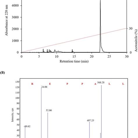 A RP HPLC Profile Of The Purified MMP 9 Inhibitory Peptide B