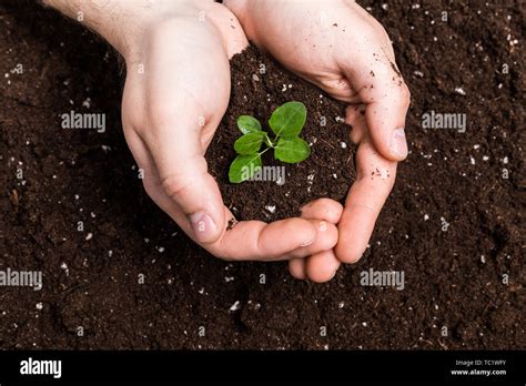 Hands Holding Sapling In Soil Surface Stock Photo Alamy