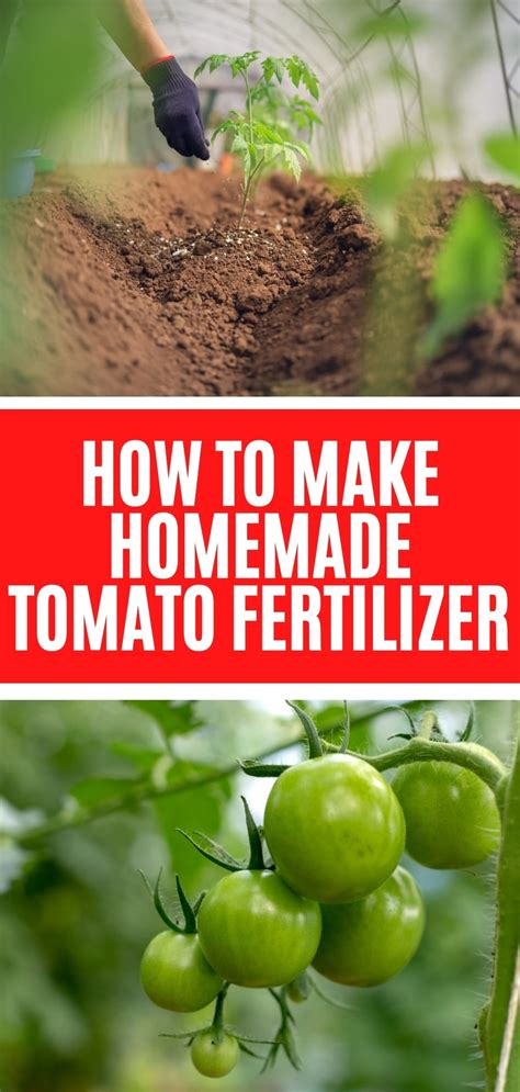 Best Homemade Tomato Fertilizers For Every Growth Stage