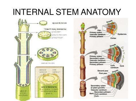 Ppt Stems Form And Function Powerpoint Presentation Free Download