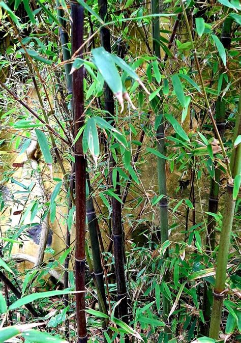 Moso Black Phyllostachys Nigra Black Bamboo ES 20 Seeds