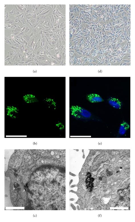 Mesenchymal Stem Cells Mscs Labeled With Alkyl Peispio Download