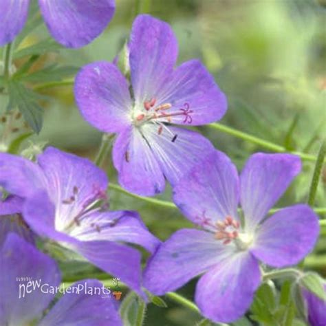 Johnsons Blue Geranium New Garden Plants