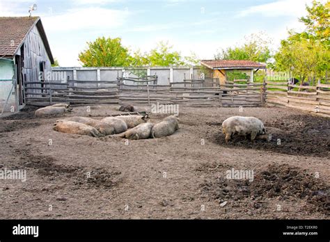 Pigs Rolling In Mud Hi Res Stock Photography And Images Alamy