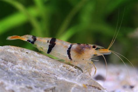 Caridina Trifasciata Gamberetto Nano D Acqua Dolce Scheda Crostaceo