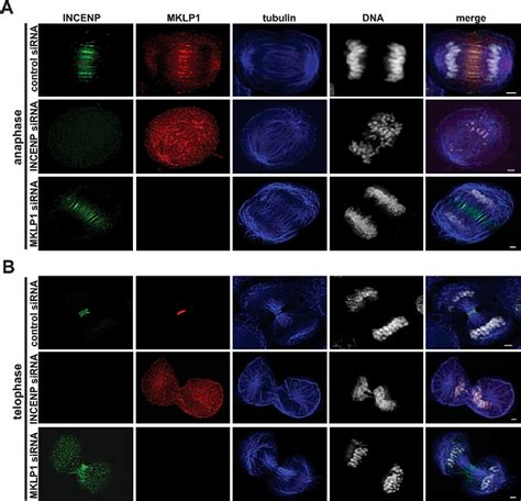 Figure From Recruitment Of Mklp To The Spindle Midzone Midbody By