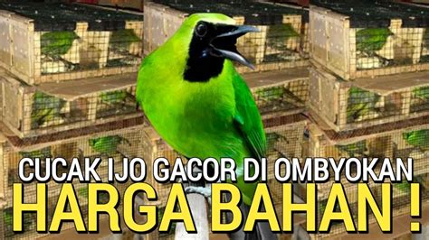 REZEKI SAYA BARU BONGKAR CUCAK IJO GACOR HARGA BAHAN DI PASAR BURUNG