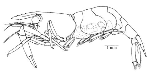 Laomenes Gyrophthalmus N Sp Holotype Ovigerous Female Nmcr