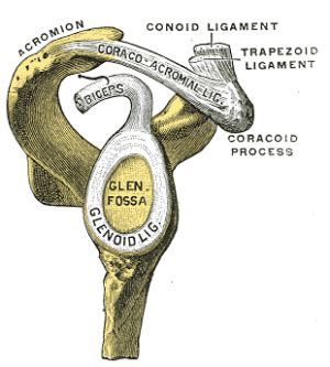 Shoulder Anatomy Labrum