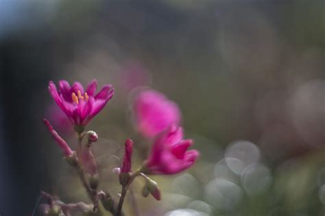 Lewisia toujours Pentacon 50 F 1 8 bague de 16mm ジャン ルイは Flickr