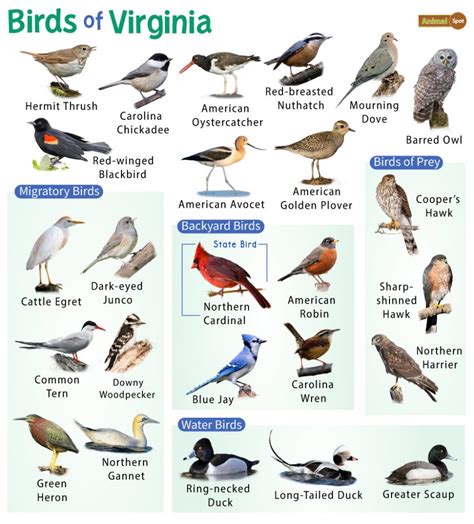 Common Water Bird Species In Virginia Nature Blog Network